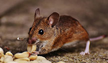 24 Hour & Emergency Exterminators in Pearce, AZ